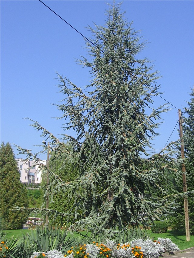 Cedrus atlantica,  Gajnice - Zagreb